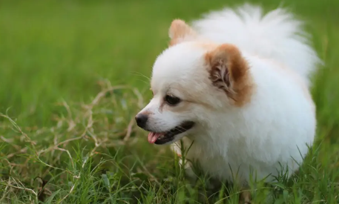 什么是犬儒形螨病？犬儒形螨病的防治方法