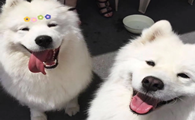 狗狗是怎么样交朋友的？