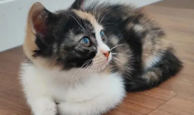 玳瑁猫的智商高吗 玳瑁猫的智商高吗