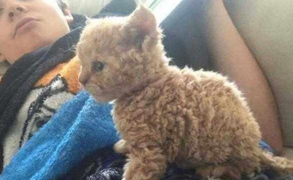猫咪生下一只怪猫,主人怀疑隔壁泰迪捣鬼,结果有人花2万买它 猫咪生下一只怪猫,主人怀疑隔壁泰迪捣鬼,结果有人花2万买它