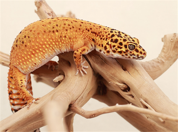 守宫蜥蜴可以长到多大