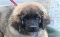 高加索犬的智商怎么样呀