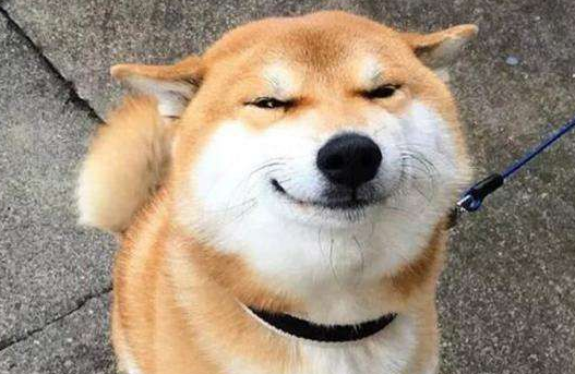 柴犬早上必须遛吗？遛柴犬的好处有哪些？