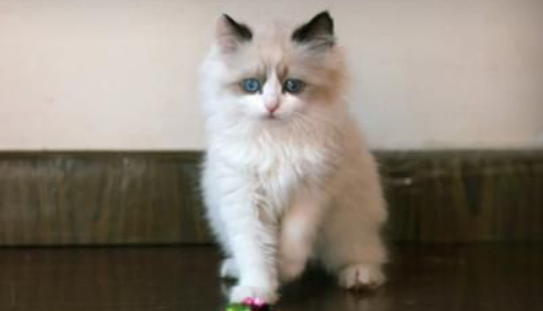 布偶猫早上很兴奋一直叫？布偶猫一直叫的原因？