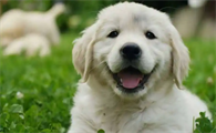 犬瘟热特效药的用药方法与注意事项