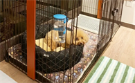 博美犬适合什么狗笼