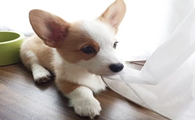 狗狗可以吃蜜蜂水吗为什么