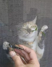 给猫剪指甲反抗太激烈怎么办? 给猫剪指甲反抗太激烈怎么办?