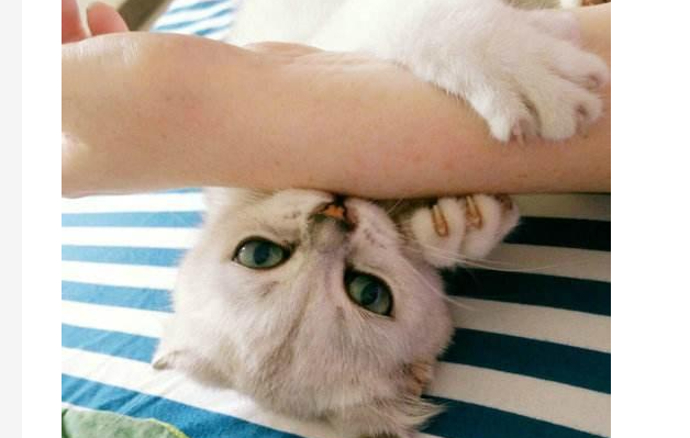 猫咪被咬了个洞怎么办?猫咪被咬了个洞怎么办啊? 猫咪被咬了个洞怎么办?猫咪被咬了个洞怎么办啊?