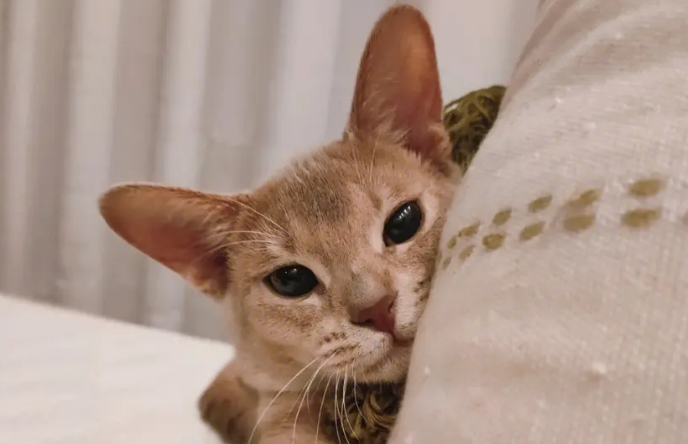 阿比西尼亚猫适合新手养吗 阿比西尼亚猫适合新手养吗