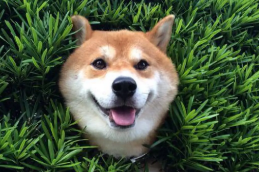 柴犬多大爆脸？主要还是跟狗狗的营养有关