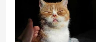 小猫被大猫咬伤怎么办?小猫崽被大猫咬了个小口? 小猫被大猫咬伤怎么办?小猫崽被大猫咬了个小口?