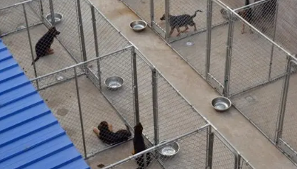 福州哪里有犬舍 福州哪里有犬舍