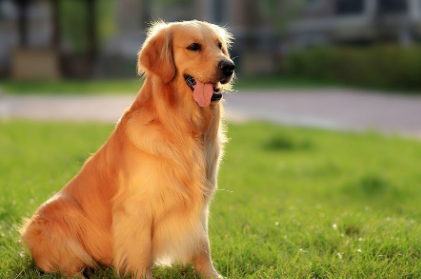 金毛犬一直流口水是什么原因造成的