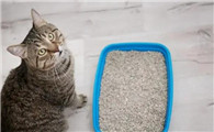 猫咪为什么总是用猫砂盆拉屎