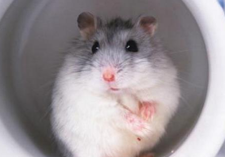 仓鼠食物中毒怎么办？仓鼠中毒能自愈吗？