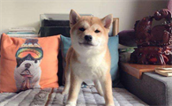 柴犬能不能吃香蕉？柴犬吃香蕉要注意这个事项