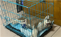 怎么让狗狗进笼子