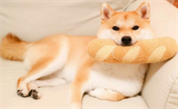 柴犬拉不动，柴犬拉不动的原因？