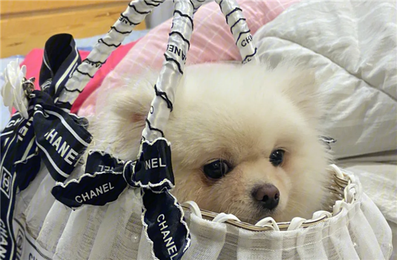 犬舍博美多少钱一只
