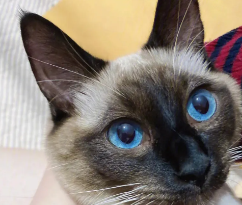 暹罗猫几个月脱蓝膜?暹罗猫什么时候睁眼? 暹罗猫几个月脱蓝膜?暹罗猫什么时候睁眼?