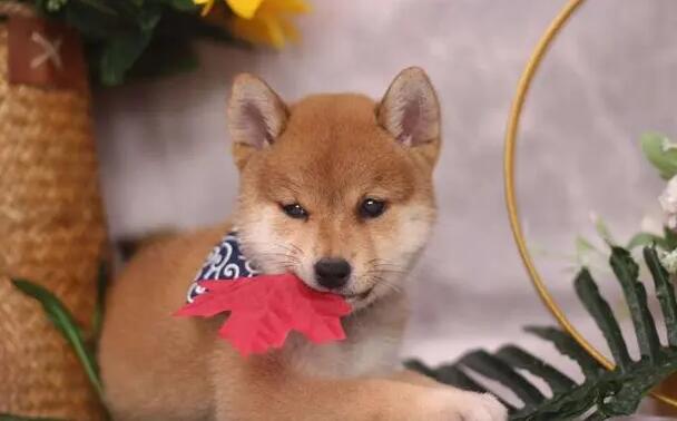 小学生适合养柴犬不