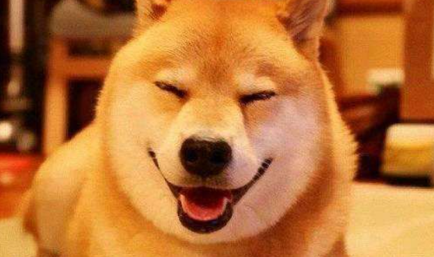 柴犬吃什么发毛?以下三种食物可以让柴犬美毛! 柴犬吃什么发毛?以下三种食物可以让柴犬美毛!