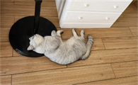 我家猫咪感染猫瘟的症状是属于什么阶段呢