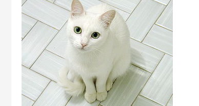 猫咪尿不出来尿怎么办?猫尿不出尿紧急措施? 猫咪尿不出来尿怎么办?猫尿不出尿紧急措施?