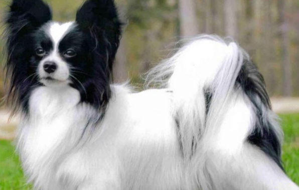 蝴蝶犬的训练方法和疾病征兆？