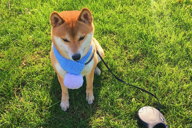 柴犬白马系，柴犬白马系是什么意思？