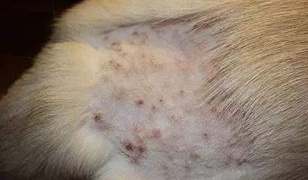 狗狗常见的皮肤病的处理方法有哪些？来看看吧
