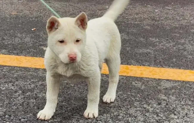 下司犬寿命多长