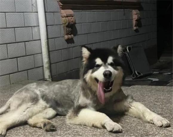 犬舍阿拉斯加多少钱