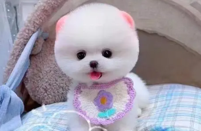 纯种的茶杯犬多少钱一只 纯种的茶杯犬多少钱一只