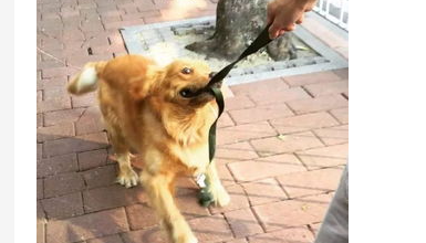 狗狗不愿进医院怎么办呢？狗狗从医院回来不吃饭