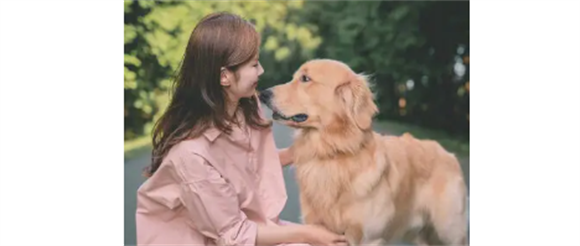 金毛幼犬打嗝需要注意哪些？