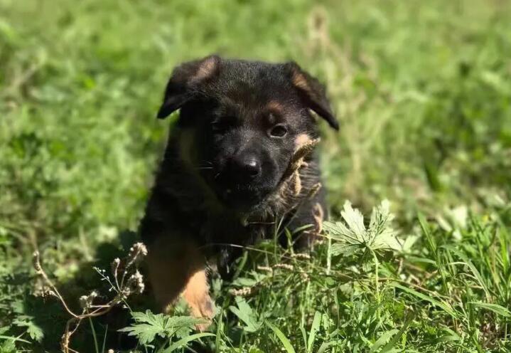 怎么训德牧幼犬