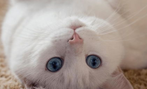 猫低吼怎么办? 猫低吼怎么办?