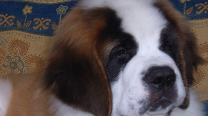 圣伯纳犬的饲养,生长速度快对营养需求较高 圣伯纳犬的饲养,生长速度快对营养需求较高