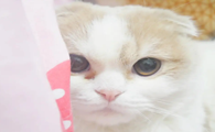 猫咪掉毛严重要不要给它剃毛?