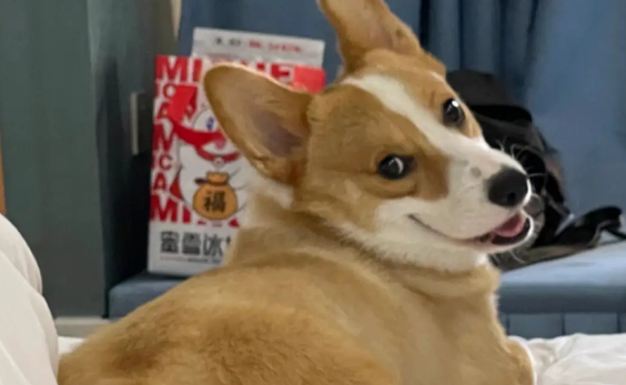 如何自制柯基狗粮教程