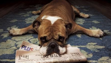 法国斗牛犬常见皮肤病 湿疹和螨虫是常见皮肤病
