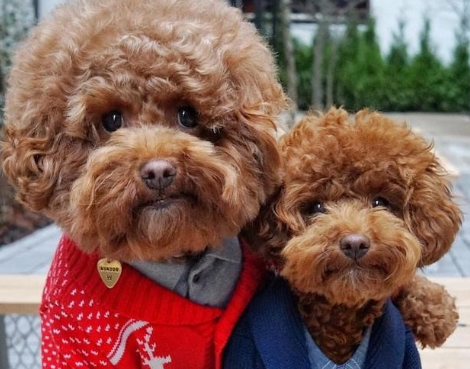 标准泰迪犬是什么样子的