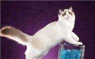 布偶猫有蓝色的吗？蓝色布偶猫原来是这样的！