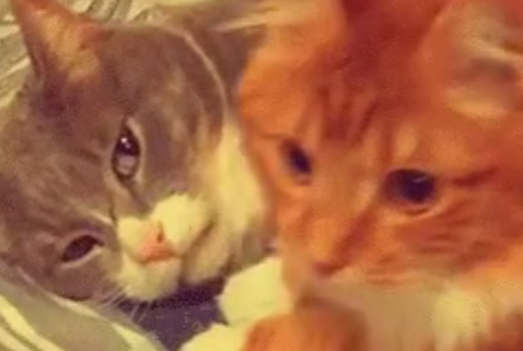 猫咪一听媳妇儿要被送走，立马搂住不撒手