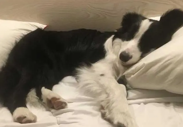 边牧多久才能换毛结束啊 边牧多久才能换毛结束啊