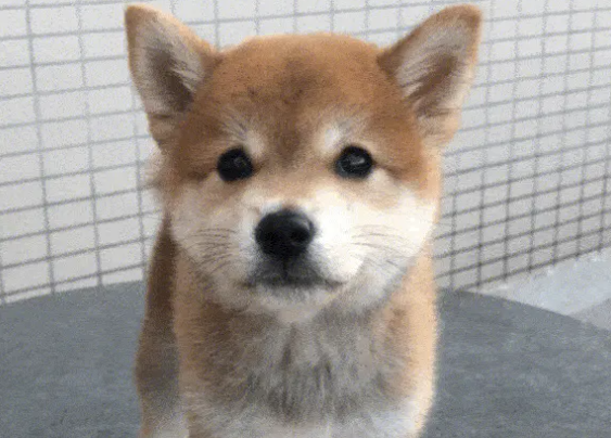 柴犬跑出去不会回来吗?有哪些办法寻找跑出去的柴犬? 柴犬跑出去不会回来吗?有哪些办法寻找跑出去的柴犬?