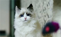 布偶猫眼屎多怎么回事?引起布偶猫眼屎多的三大原因