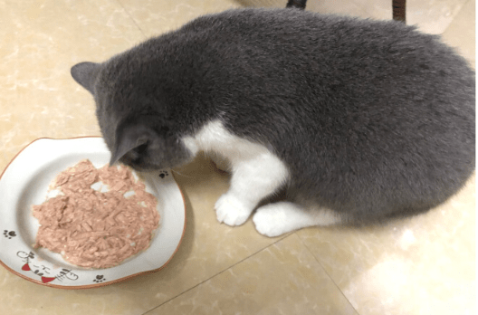 爱普士猫罐头哪里产的 爱普士猫罐头哪里产的